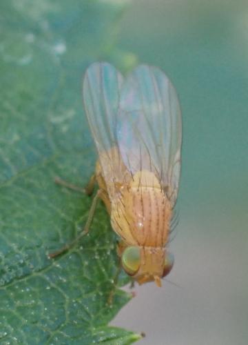 Sapromyzosoma quadripunctata